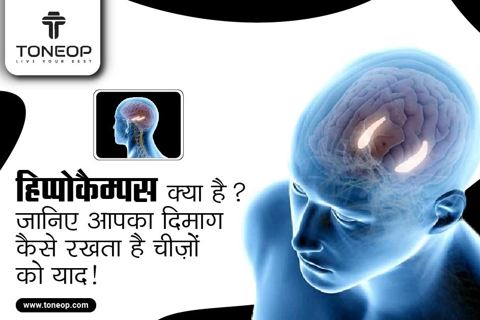 हिप्पोकैम्पस क्या है? जानिए आपका दिमाग कैसे रखता है चीज़ों को याद!