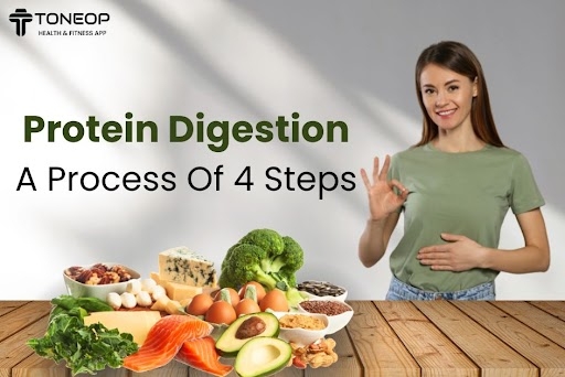 Protein Digestion: A Process Of 4 Steps